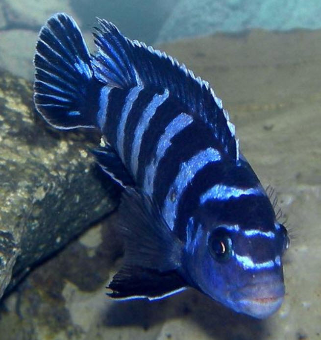 Pseudotropheus demasoni