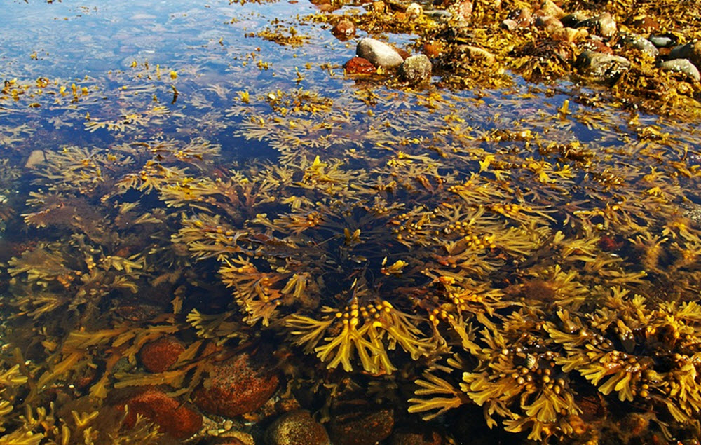 alger saltvatten