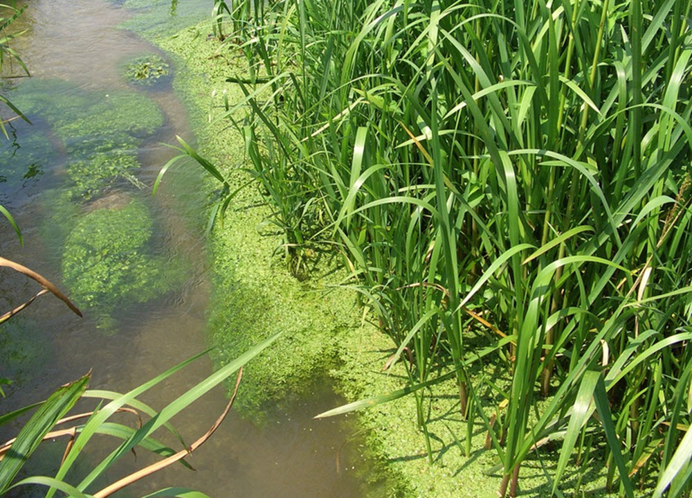 naturlig bäck biotope