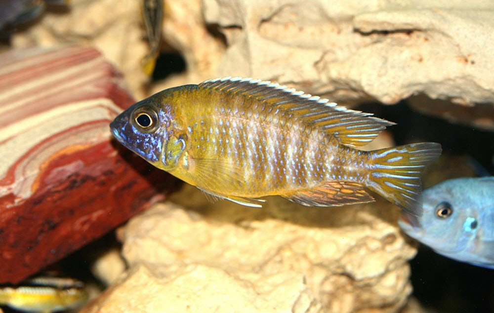 Malawi ciklider